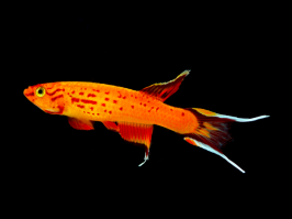 Aphyosemion australe